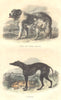 DOGS. Dog - Labrador, Greyhound 1873 old antique vintage print picture