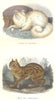 CATS. Angora, Cat Tartary 1873 old antique vintage print picture