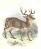 NORTH AMERICA. The Wild Life. Great Cerf Queue; 1873 old antique print picture