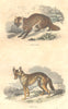 MAMMALS. Wild Animals and Predators. Fox, Jackal 1873 old antique print