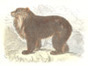 BEARS. Wild Animals and Predators. Bear of the Andes 1873 old antique print