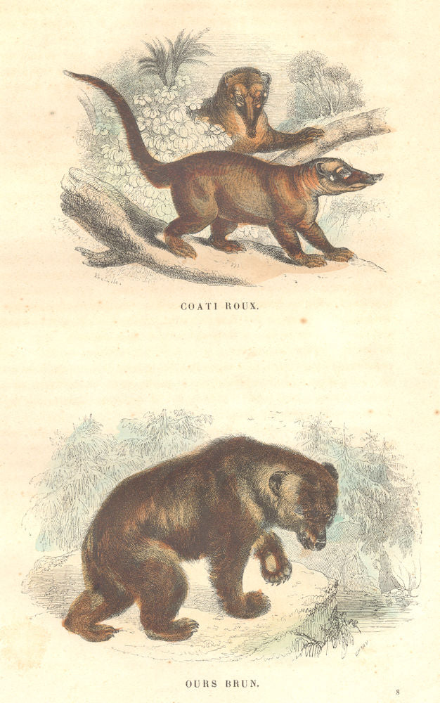 MAMMALS. Wild Animals and Predators. Coati Roux Brown Bear 1873 old ...