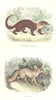 FOXES. Wild Animals and Predators. Wolverine Taira; Fennec 1873 old print
