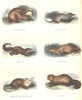 PREDATORS. Bali-Saur, Mango, Tupaia; Desman; Gymnure Raffles; Panda 1873 print