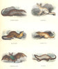 WILD PREDATORS. Ichneumon; Fennec; Marten; Suricate; eared 1873 old print