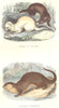 MAMMALS. Wild Animals Predators. Ferret Polecat, Otter Common 1873 old print