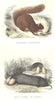 CANADA. Wild Animals Predators. Squirrel capistrate Rats pocket 1873 old print