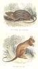 MAMMALS. Wild Animals Predators. Rat streak, Barbary Helamys cap 1873 print