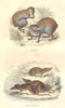 SHREWS. Wild Animals and Predators. Agouti; Shrew 1873 old antique print