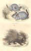 MAMMALS. Quadrupeds. Chinchilla; Porcupine 1873 old antique print picture