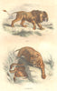 LIONS. Quadrupeds. Lion, Tiger 1873 old antique vintage print picture