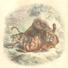ANIMALS. Quadrupeds. Combat. Lion, Tiger, Leopard Antelope 1873 old print
