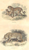 MAMMALS. Quadrupeds. Cheetah, Leopard 1873 old antique vintage print picture