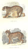 PORTUGAL. Quadrupeds. Royal Tiger, Portuguese Lynx 1873 old antique print