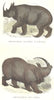 AFRICA. Quadrupeds. Bicorne Rhino, On Africa, India 1873 old antique print