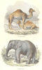 MAMMALS. Quadrupeds. Camel, Elephant 1873 old antique vintage print picture