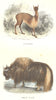 CAMELIDAE. Quadrupeds. Vicuna, Beef Yack 1873 old antique print picture