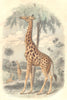 MAMMALS. Quadrupeds. Giraffe 1873 old antique vintage print picture