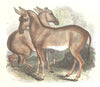 MULES. Quadrupeds. Wild Asses 1873 old antique vintage print picture