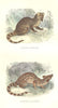 MAMMALS. Civet and Zibeth. Genette Fossane; European Genette 1873 old print