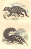 MAMMALS. Civet; Anteater 1873 old antique vintage print picture