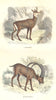 GOATS. Chamois, Ibex 1873 old antique vintage print picture