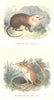 MAMMALS. Civet Zibeth. Gymnure Raffles; Macroscélide cap 1873 old print