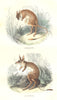 MAMMALS. Jerboa; Alactaga 1873 old antique vintage print picture