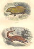 MAMMALS. Armadillo, Pangolin 1873 old antique vintage print picture