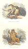 MAMMALS. Spotted Phalanger; Phalanger Roux 1873 old antique print picture
