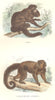 PRIMATE. Saki; Callitriche Pooh 1873 old antique vintage print picture