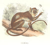 MAMMALS. Saimiri 1873 old antique vintage print picture