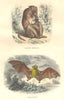 MAMMALS. Female Papion; Roussette 1873 old antique vintage print picture