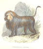 MAMMALS. Cynocephalus Géleda 1873 old antique vintage print picture
