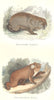 BEARS. Wombat, Koala Phascolarcte 1873 old antique vintage print picture