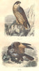 BIRDS. Hawk, Hawk 1873 old antique vintage print picture