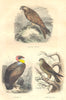 BIRDS. Kite, Vulture, Swivel 1873 old antique vintage print picture