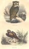 BIRDS. Grand Duke; Messenger 1873 old antique vintage print picture