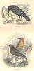BIRDS. Order Passerines. Raven, Starling 1873 old antique print picture