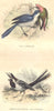 BIRDS. Order Passerines. Shrike; Wagtail Washerwoman 1873 old antique print