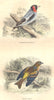 BIRDS. Order Passerines. Goldfinch, Hawfinch 1873 antique print picture