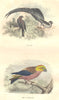 BIRDS. Order Passerines. Widow, Red-Cross 1873 old antique print picture