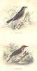 BIRDS. Order Passerines. Rossignol Warbler 1873 old antique print picture