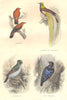 BIRDS. Order Passerines. Loriot; Bird Paradise Wren, Woodpecker Pic- 1873