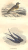 BIRDS. Order Passerines. Alouette Swallow 1873 old antique print picture