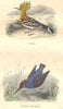 BIRDS. Order Passerines. Huppe, Martin - Fisherman 1873 old antique print