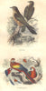 BIRDS. Order Passerines. Hello, Parrots 1873 old antique vintage print picture