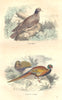 BIRDS. Fowl Order. Dove, Golden Pheasant 1873 antique print picture