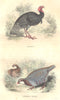 POULTRY. Order Fowl. Turkey; Perdrix Rouge 1873 old antique print picture