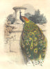 BIRDS. Fowl Order. Peacock 1873 old antique vintage print picture